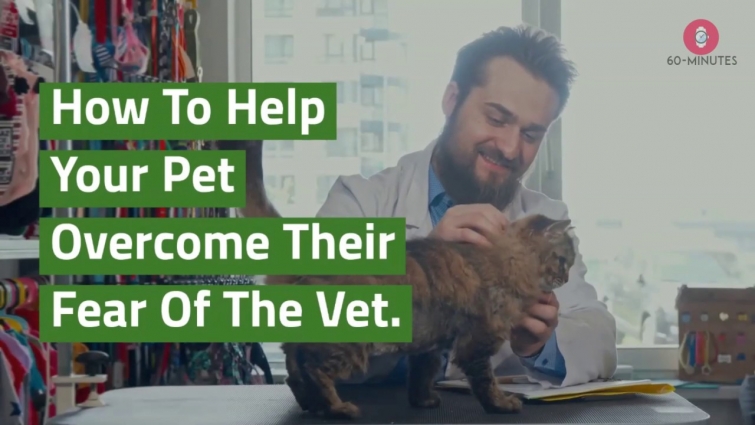 How To Help Your Pet Overcome Their Fear Of The Vet
