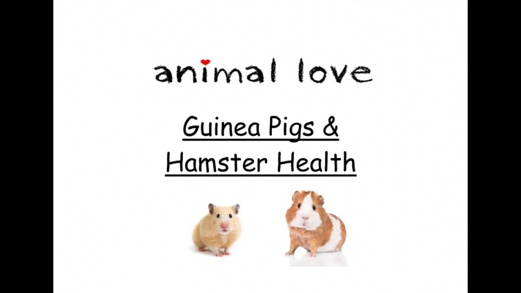 Guinea Pigs & Hamster Health – Sophie's Vet School 2020