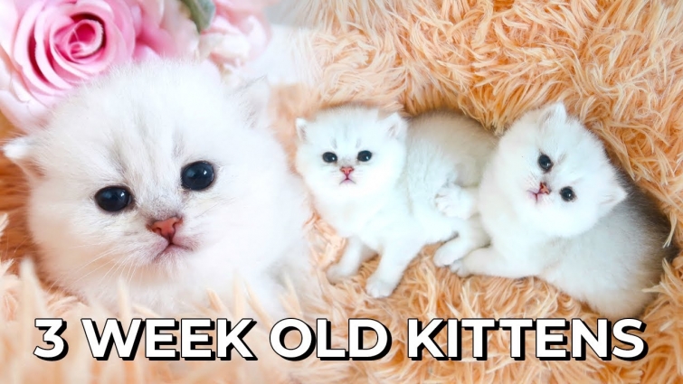 3 WEEK OLD KITTENS 💕British Shorthair Silver Chinchilla + Winners of my 1000+ Subscriber Giveaway! 💰