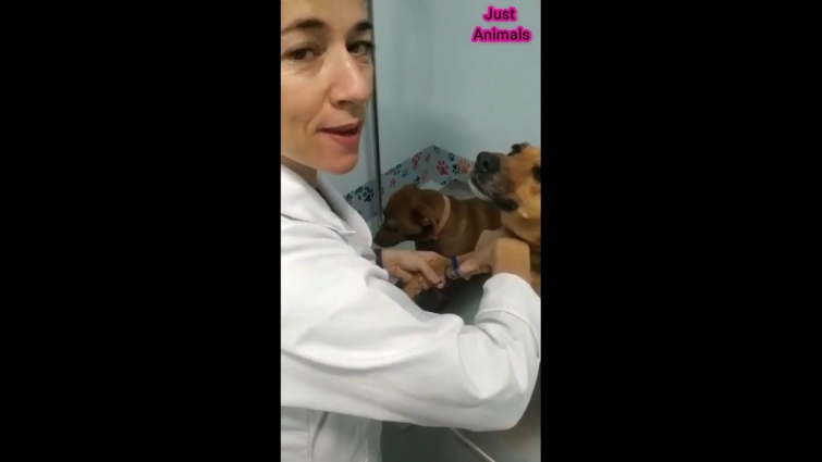 Dog Puts On A Brave Face When Visiting The Vet.#5