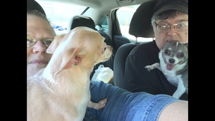 Dog Vlog – On Our Way to the Vet