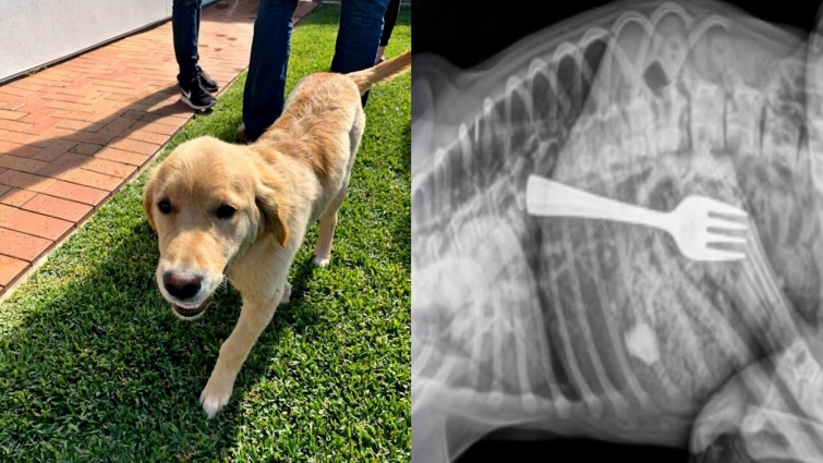 Golden retriever puppy ‘Dustin’ rushed to Adelaide vet clinic after swallowing fork