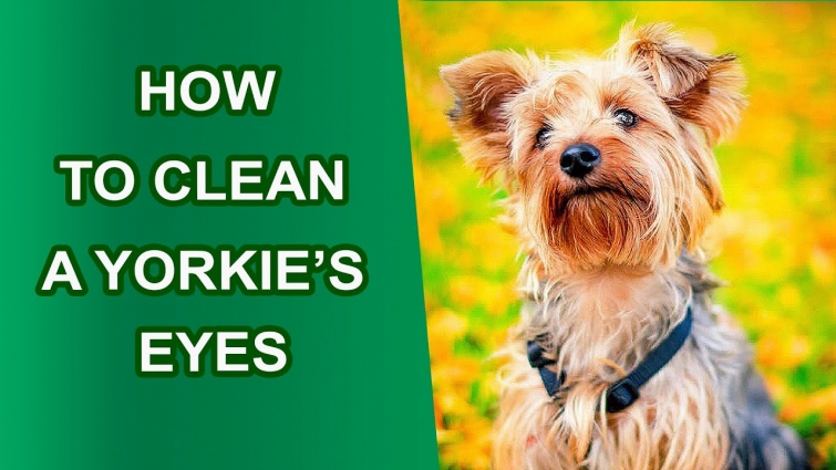 😍 How to Clean a Yorkie’s Eyes 🐶