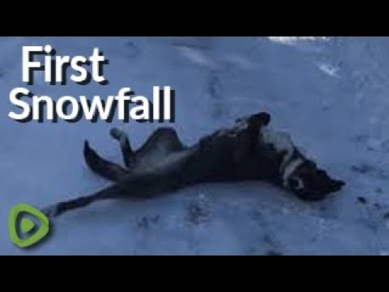 Rescued puppy is ecstatic over her first snowfall