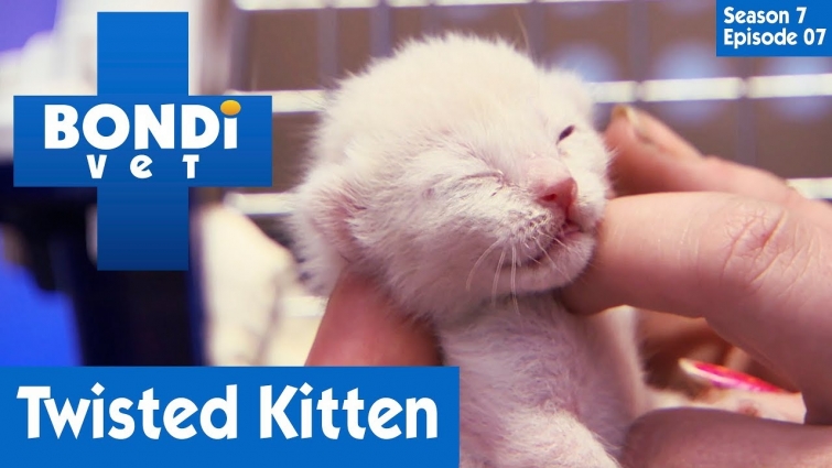 🐱 Kitten Has A Twisted Leg | FULL EPISODE | S07E07 | Bondi Vet