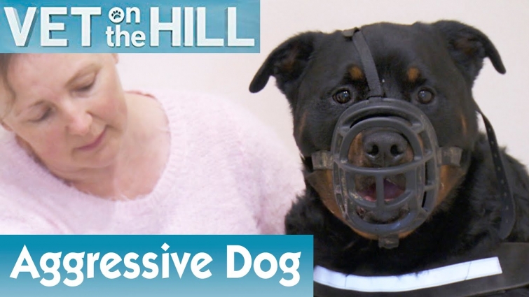 🐶 Extremely Aggressive Dog | FULL EPISODE | S02E03 | Vet On The Hill