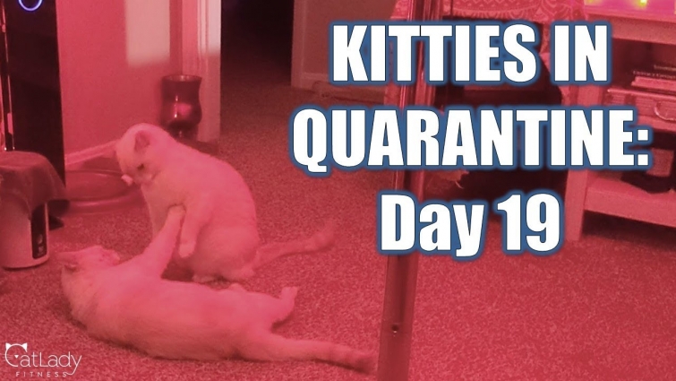 Kitties in Quarantine: DAY 19 (red light special) 😻💪🏼