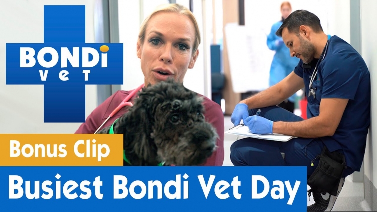 Busiest Day In Bondi Vet History | BONUS CLIP | Bondi Vet