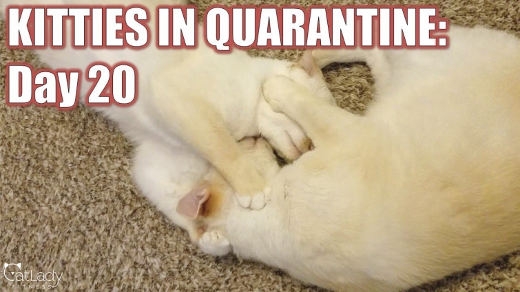 Kitties in Quarantine: DAY 20 (lazy play day…) 😻😴