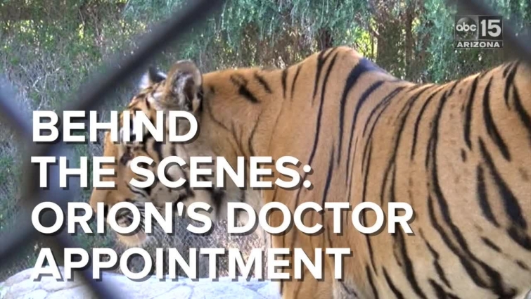 Behind the scenes: Bengal tiger's veterinarian appointment at the Wildlife World Zoo – ABC15 Digital