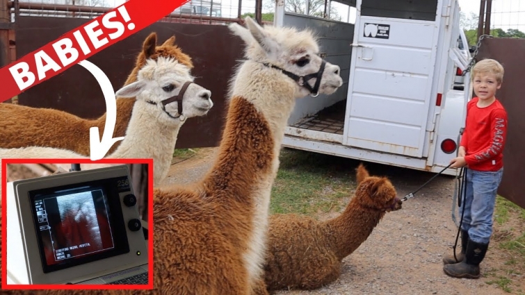 We Took the Alpacas to the Vet! Are They Pregnant?