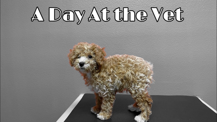 Going to the Vet with My 2 Puppies | Mi So