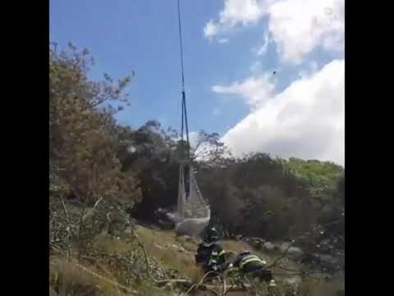 Firefighters airlift a cow to safety after it fell down a cliff at foot of Monte Calvo | ABC News