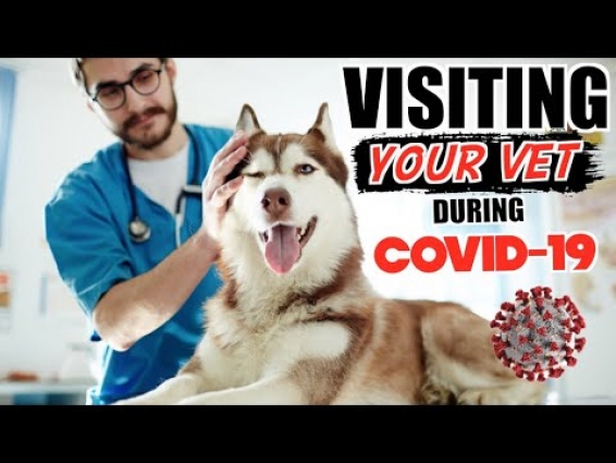 Taking My Husky To The VET DURING COVID 19 OUTBREAK! (What To Expect)