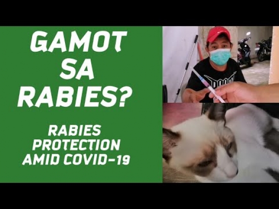HOW TO PREVENT RABIES | RABIES PROTECTION AND PET CARE AMID COVID-19