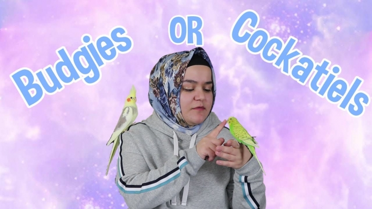 Cockatiel VS Budgie: Which is the better pet?