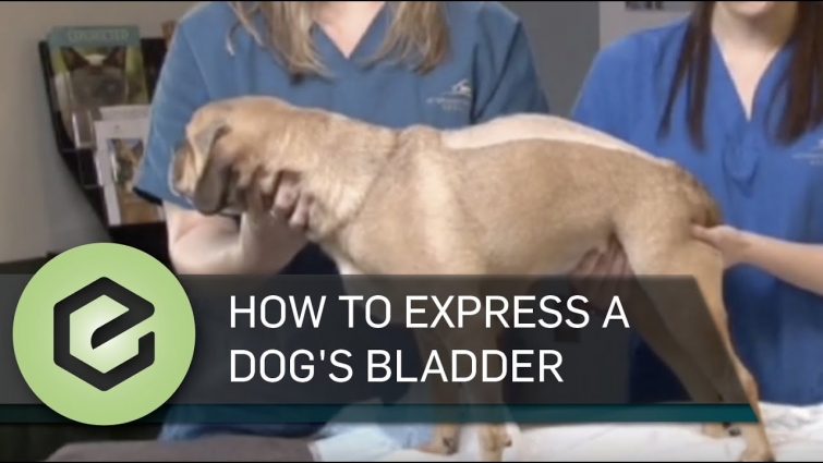 How to Express a Dog's Bladder