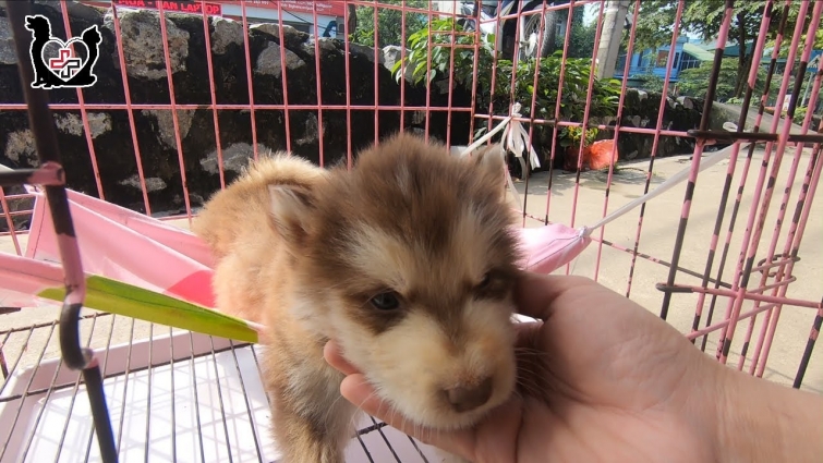 Alaska puppy howling loudly after being Paralyzed – Paralyzed puppy finally walked!