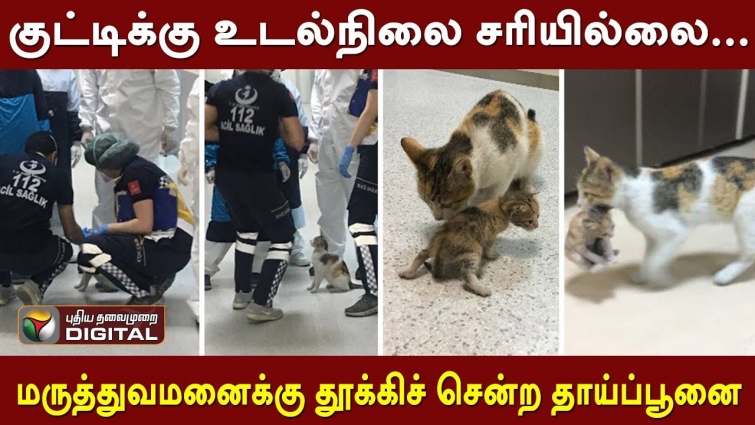 குட்டிக்கு உடல்நிலை சரியில்லை… மருத்துவமனைக்கு தூக்கிச் சென்ற தாய்ப் பூனை..! | Cat | hospital
