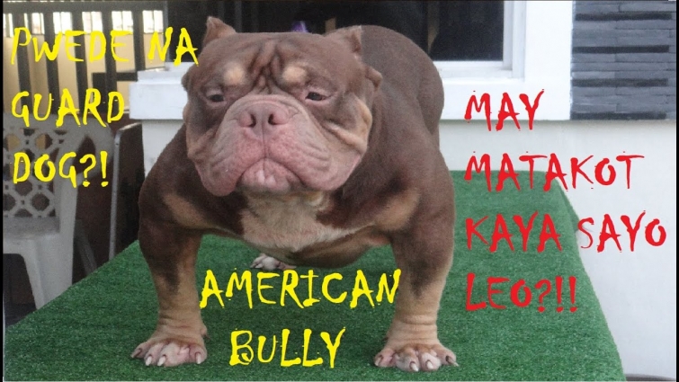 AMERICAN BULLY AS GUARD DOG! PWEDE NGA BA? & THANK YOU VIDEO MONETIZED NA TAYO | DON RAIDER VLOG 31