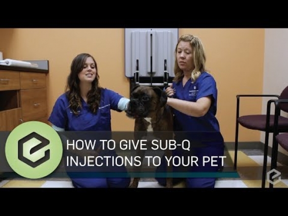 How To Give Sub Q Injections to Your Pet