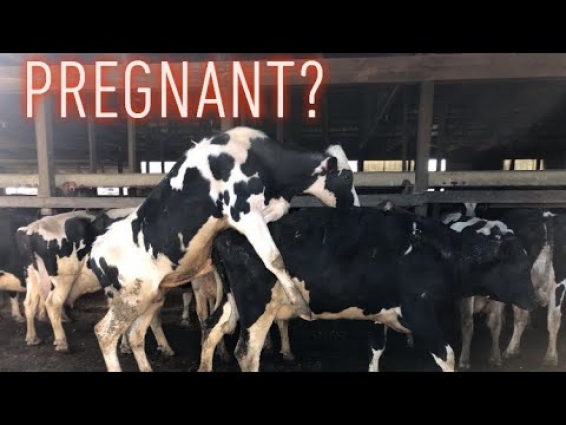 Veterinarian Pregnancy Checks on the Farm