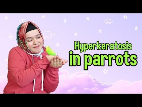 Hyperkeratosis in Parrots l Parrot Care Information