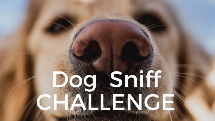 Dog Sniff CHALLENGE- Dog's Smelling COVID-19?
