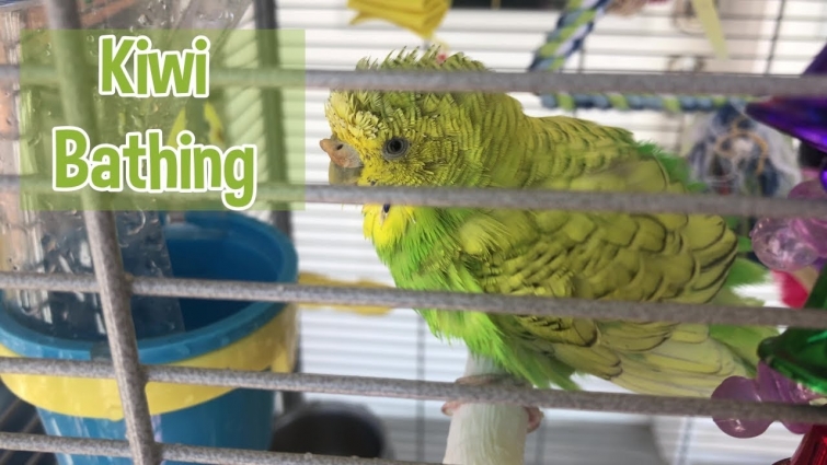Kiwi Taking a Bath in Her Water Bowl Again 🛁🥰
