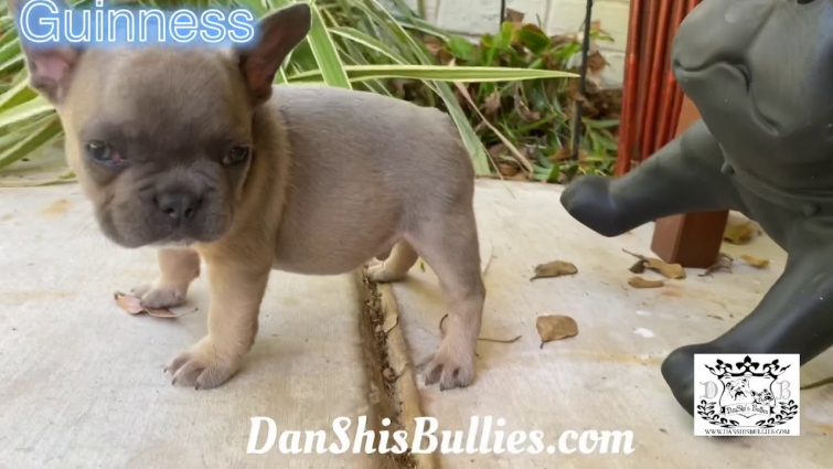 Guinness the French Bulldog puppy