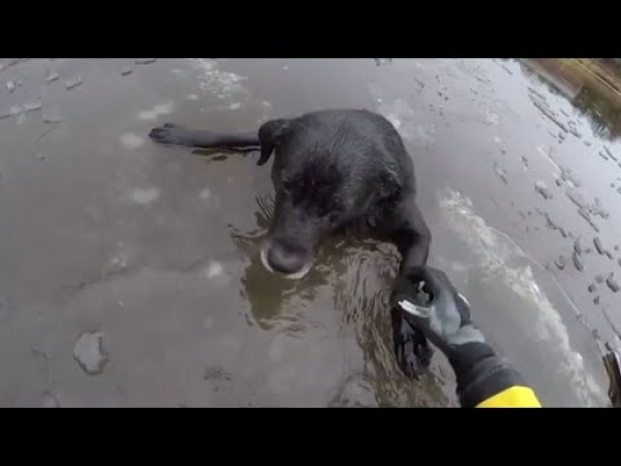 Risking death to save the DOG! Dangerous Rescue of Helpless & Stuck Dog! 2020