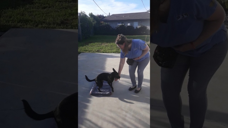 Calm Canine Anxiety with Mat Training | Step Four | CoastView Vet in Clairemont