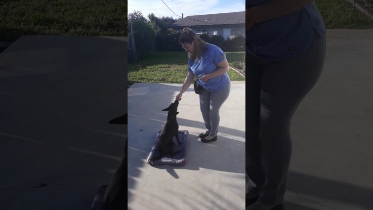 Calm Canine Anxiety with Mat Training | Step Two | CoastView Vet in Clairemont