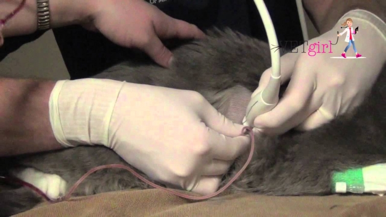 How to perform a thoracocentesis in a cat | VETgirl Veterinary CE Videos