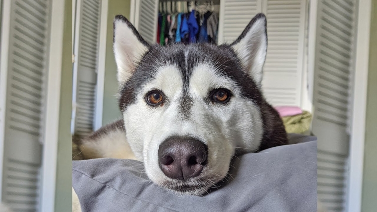 Had to Call the Emergency Vet for Kira the Husky