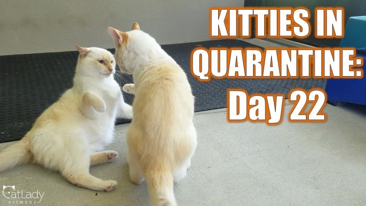 Kitties in Quarantine: DAY 22 (another afternoon on the catio…) 💪🏼😻