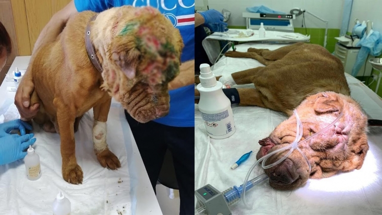 Rescue the poor dog that was used as a entertainment for humans, was thrown away when useless