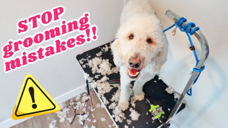 10 GROOMING MISTAKES TO AVOID ⚠️ Tips that actually worked for my goldendoodle
