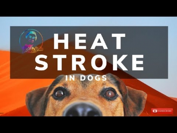 HEAT STROKE IN DOGS | WHAT ARE THE SIGNS AND TREATMENT | HOW TO PREVENT | VET TIPS