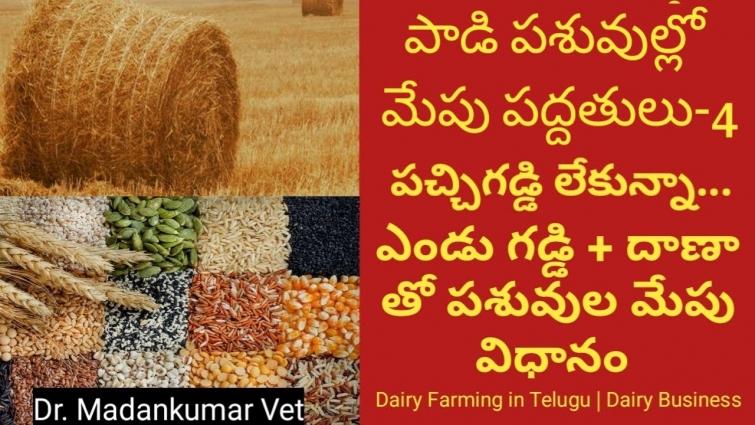 Dry Fodder and Concentrate Feed | Buffalo | Profit Dairy Farm Business Telugu |  Dr. Madankumar Vet