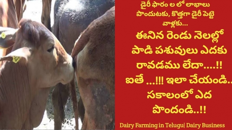 Oestrus Or Heat | Successful Dairy Farming Telugu | Profit Dairy Farm Business| Dr. Madankumar Vet