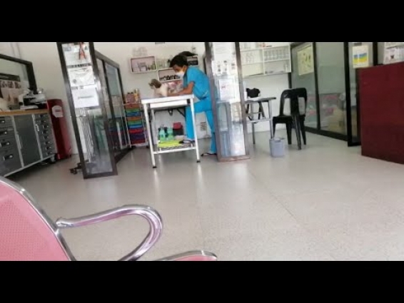 Shitzu after coming from vet