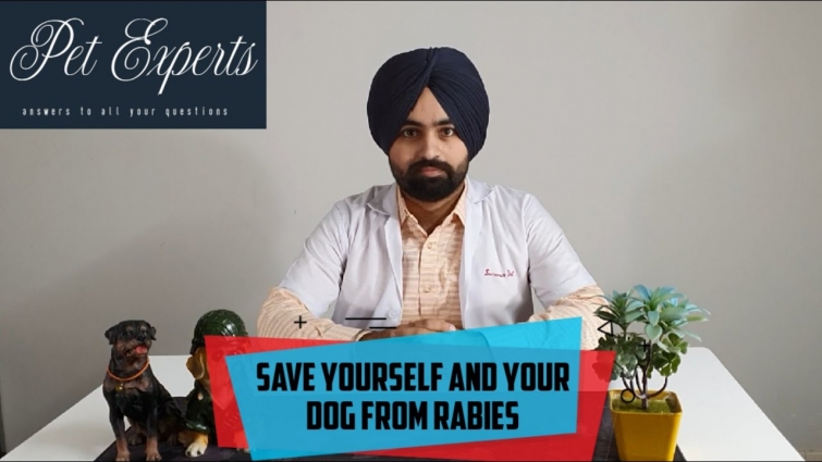 Are you and your dog at the risk of catching Rabies? Must watch if you own a dog!