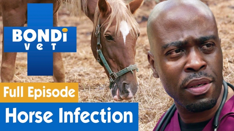 🐴 Horse In Extreme Pain From Infected Leg | Full Episode | Bondi Vet