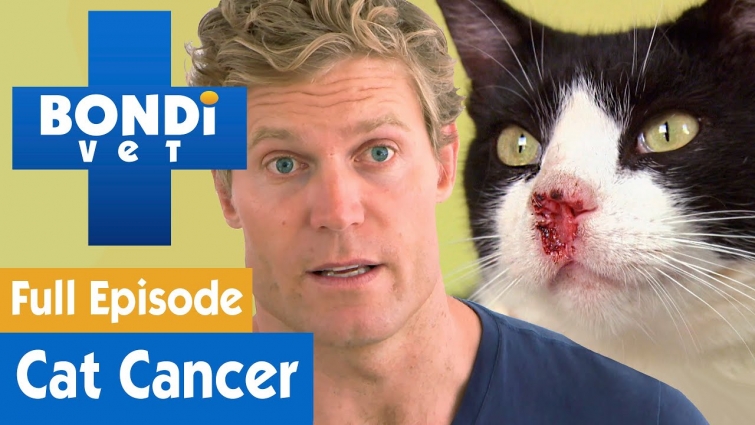 🐱 Poor Cat Has Skin Cancer | FULL EPISODE | S07E09 | Bondi Vet