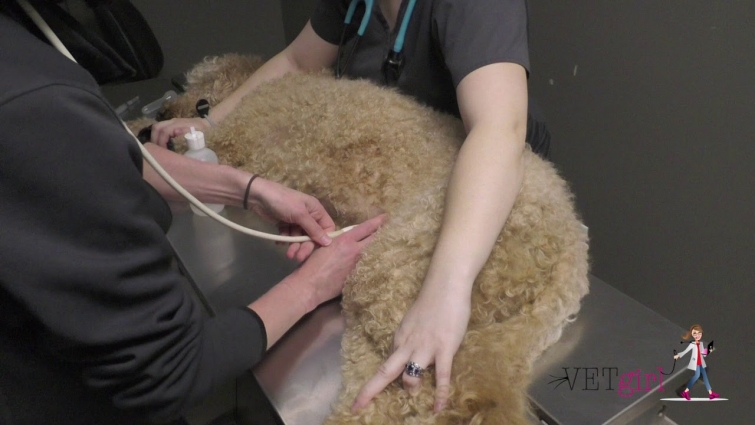 How to perform a AFAST abdominal ultrasound in a dog | VETgirl Veterinary CE Videos