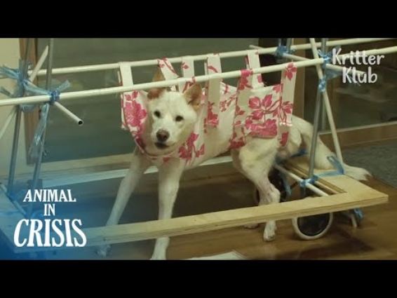 Vet Said Dog Paralyzed By A Car Accident Couldn't live That Long But..(Part 2) | Animal in Crisis