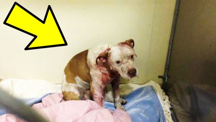 Rescued Dog Who Was About To Be Put Down Hugs Vet Tech, Then His Life Takes A U Turn