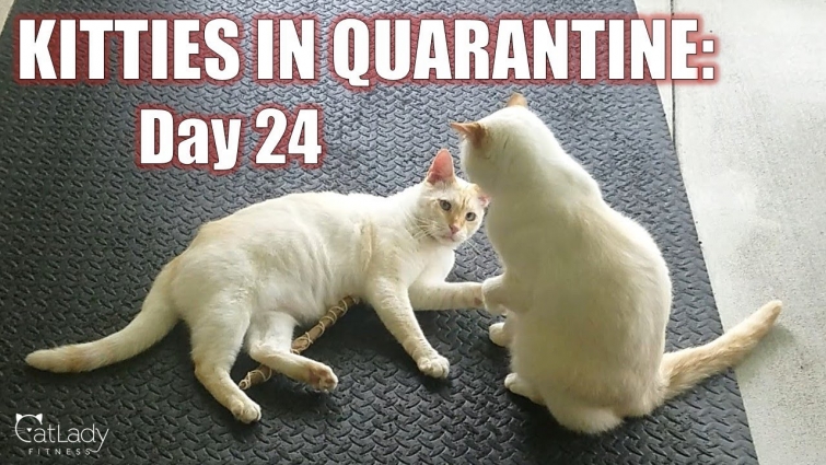 Kitties in Quarantine: DAY 24 (a throwback to last week…) 😹