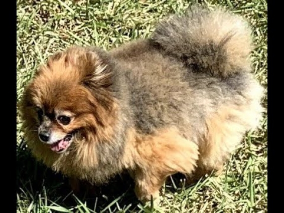 It's Time for Ginger's Veterinarian Visit!!!